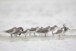 Mida Creek, Kenya (20 February 2014).