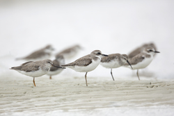 Mida Creek, Kenya (20 February 2014).