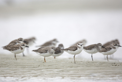 Mida Creek, Kenya (20 February 2014).