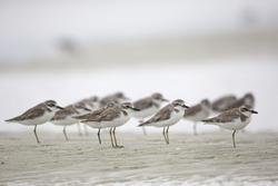 Mida Creek, Kenya (20 February 2014).