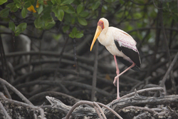 Mida Creek, Kenya (20 February 2014).