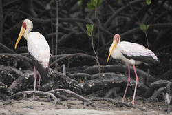 Mida Creek, Kenya (20 February 2014).