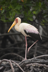 Mida Creek, Kenya (20 February 2014).