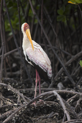Mida Creek, Kenya (20 February 2014).