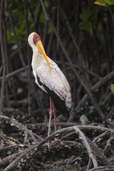 Mida Creek, Kenya (20 February 2014).