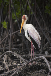 Mida Creek, Kenya (20 February 2014).
