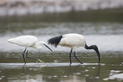 Mida Creek, Kenya (20 February 2014).