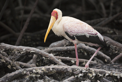 Mida Creek, Kenya (20 February 2014).