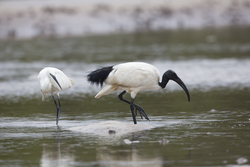 Mida Creek, Kenya (20 February 2014).