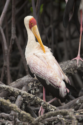 Mida Creek, Kenya (20 February 2014).