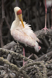 Mida Creek, Kenya (20 February 2014).