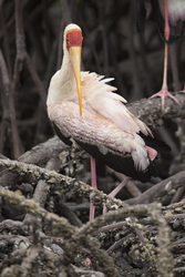 Mida Creek, Kenya (20 February 2014).