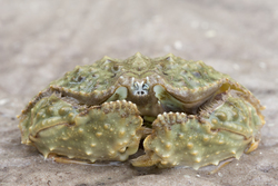 Mida Creek, Kenya (20 February 2014).