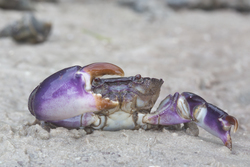 Mida Creek, Kenya (20 February 2014).