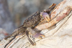Mida Creek, Kenya (20 February 2014).