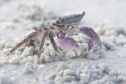 Mida Creek, Kenya (20 February 2014).