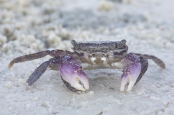 Mida Creek, Kenya (20 February 2014).