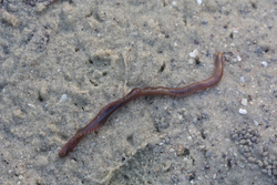 Mida Creek, Kenya (20 February 2014).