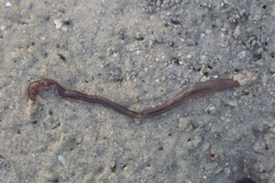 Mida Creek, Kenya (20 February 2014).