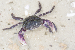 Mida Creek, Kenya (20 February 2014).