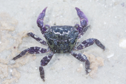 Mida Creek, Kenya (20 February 2014).