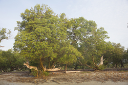 Mida Creek, Kenya (21 February 2014).