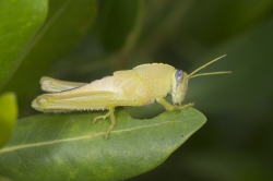 Mida Creek, Kenya (23 February 2014).