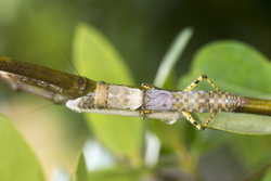 Mida Creek, Kenya (23 February 2014).