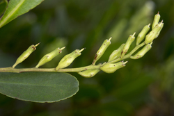 Mida Creek, Kenya (23 February 2014).