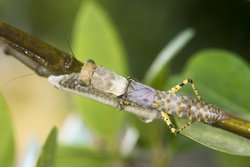 Mida Creek, Kenya (23 February 2014).