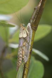 Mida Creek, Kenya (23 February 2014).