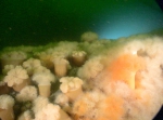 Bewremabi species