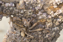 Mida Creek, Kenya (23 February 2014).