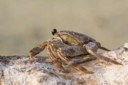 Mida Creek, Kenya (23 February 2014).