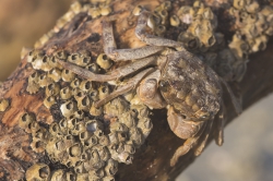 Mida Creek, Kenya (23 February 2014).