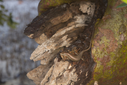 Mida Creek, Kenya (23 February 2014).