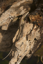Mida Creek, Kenya (23 February 2014).