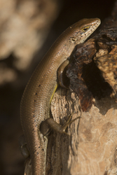Mida Creek, Kenya (23 February 2014).