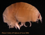 Amphipoda