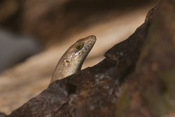 Mida Creek, Kenya (23 February 2014).