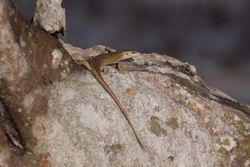 Mida Creek, Kenya (23 February 2014).