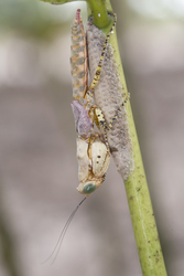 Mida Creek, Kenya (23 February 2014).