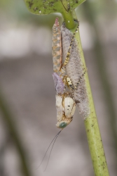 Mida Creek, Kenya (23 February 2014).