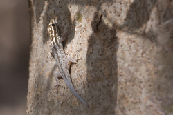 Mida Creek, Kenya (23 February 2014).