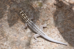 Mida Creek, Kenya (23 February 2014).