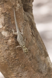 Mida Creek, Kenya (23 February 2014).