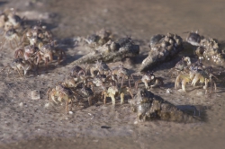 Mida Creek, Kenya (23 February 2014).