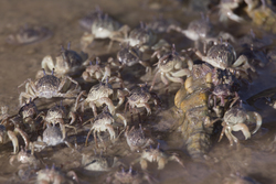 Mida Creek, Kenya (23 February 2014).