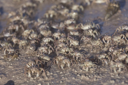 Mida Creek, Kenya (23 February 2014).