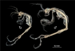 Liropus minusculus Guerra-García & Hendrycks 2013